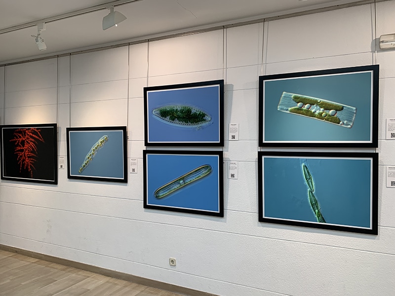 El Centro Fundación Caja Rioja Arnedo exhibe la exposición ‘Tesoros de las turberas’ del  Instituto de Estudios Riojanos