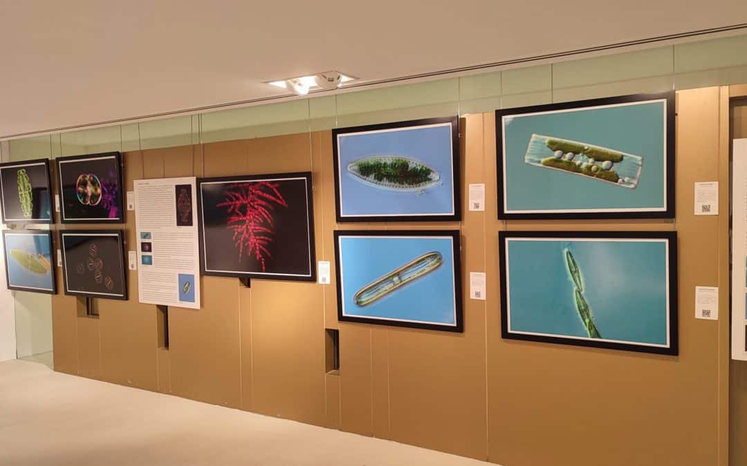 La exposición ‘Tesoros de las turberas’ del Instituto de Estudios Riojanos se exhibe en Santo Domingo de la Calzada