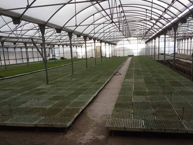 Iniciamos un proyecto para impulsar el cultivo del tomate