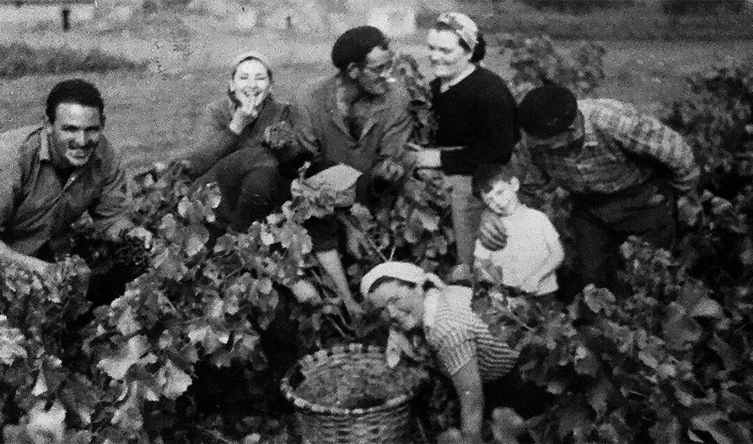 Jornada “Vendimia y Vino familiar.  Patrimonio Cultural en  los Barrios de Bodegas”