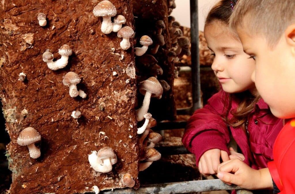 Fungiturismo, el Centro de Interpretación de Pradejón, organiza este verano talleres dirigidos a familias para cultivar setas en casa
